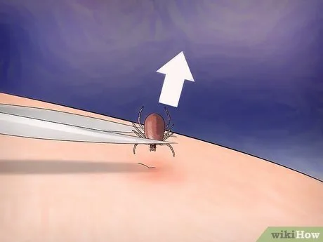 Tick Bite